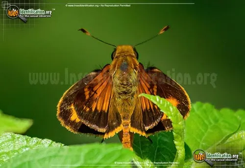 Yehl Skipper - photo 2