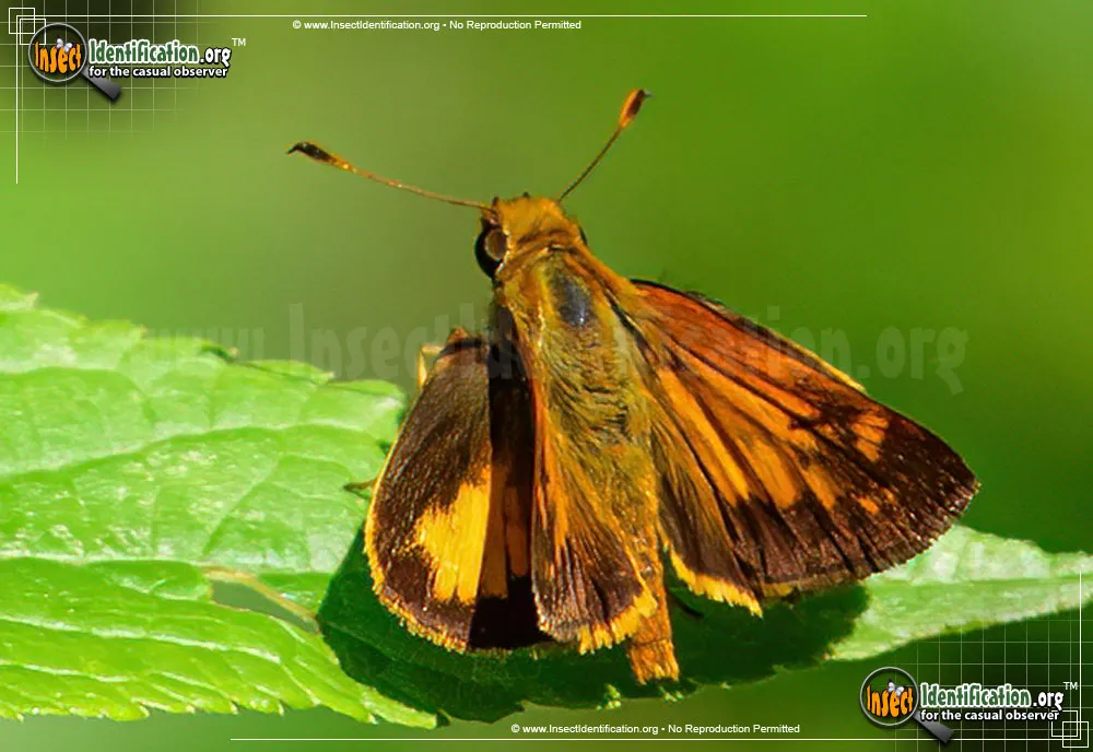 Yehl Skipper - photo 3