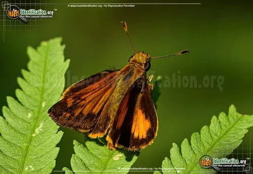 Yehl Skipper - photo 6