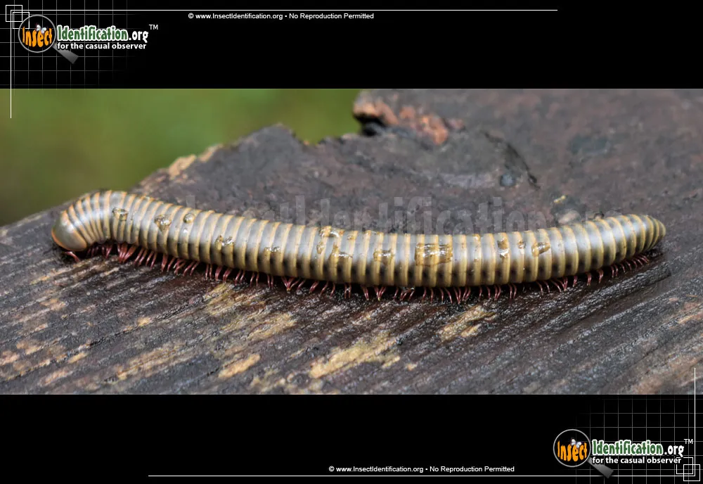 Yellow-banded Millipede