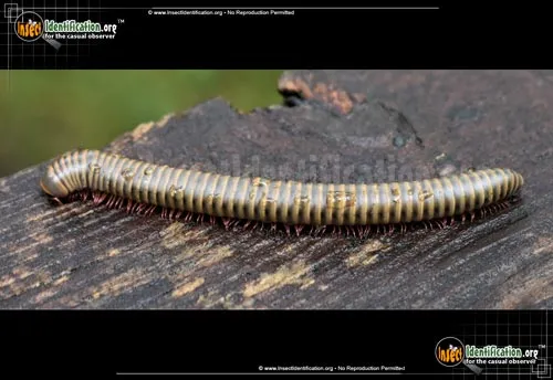 Yellow-banded Millipede - photo 2