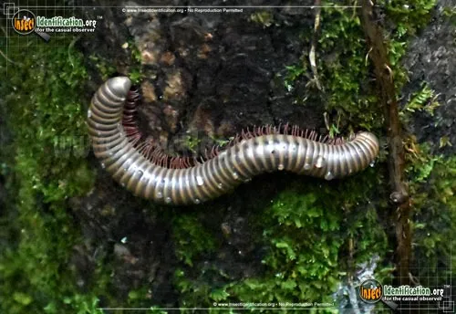 Yellow-banded Millipede - photo 4
