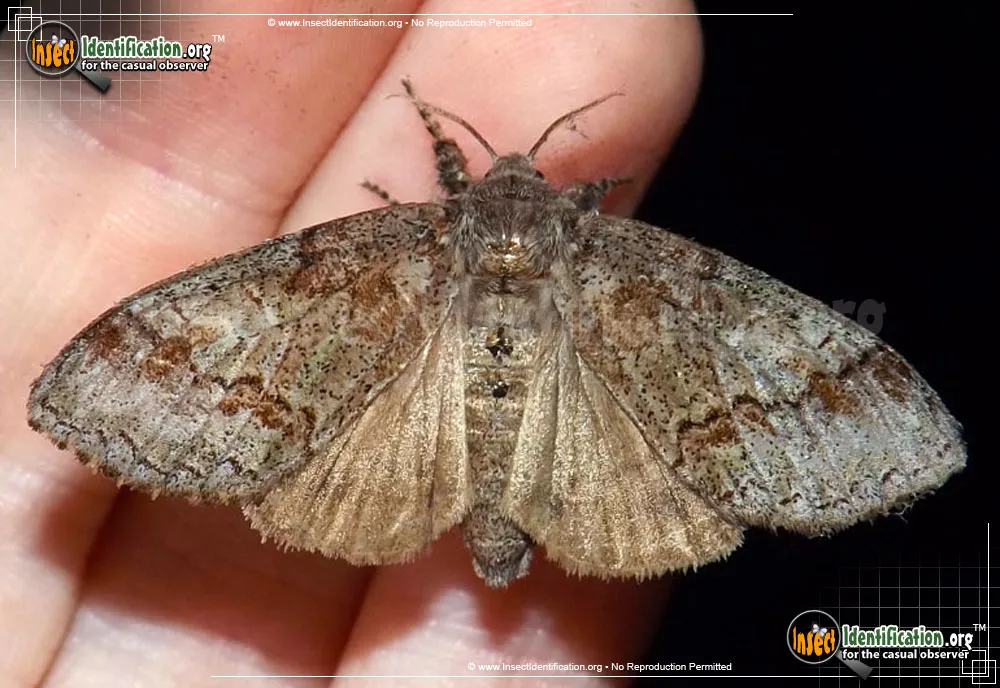 Yellow-based Tussock Moth
