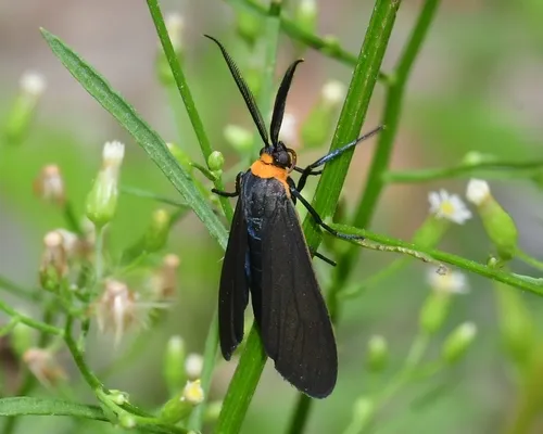 Yellow-collared Scape Moth - photo 8
