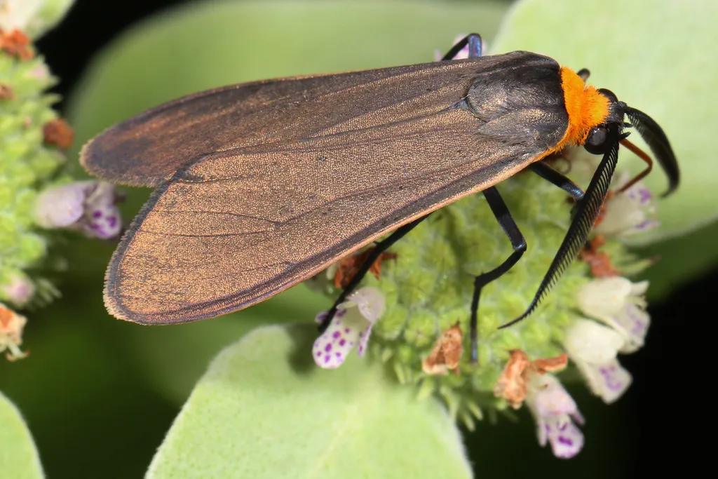 Yellow-collared Scape Moth - photo 2