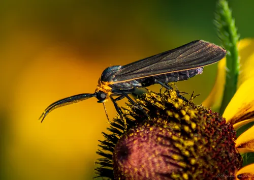 Yellow-collared Scape Moth - photo 3