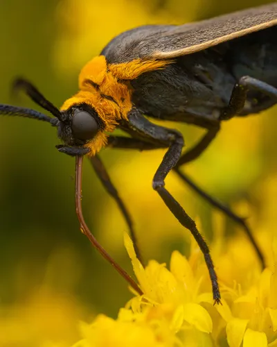 Yellow-collared Scape Moth - photo 4
