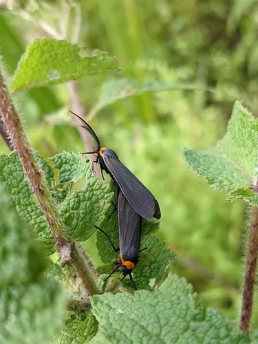 Yellow-collared Scape Moth - photo 5