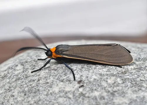 Yellow-collared Scape Moth - photo 6