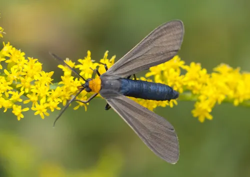 Yellow-collared Scape Moth - photo 7
