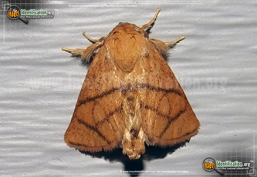 Yellow-collared Slug Moth