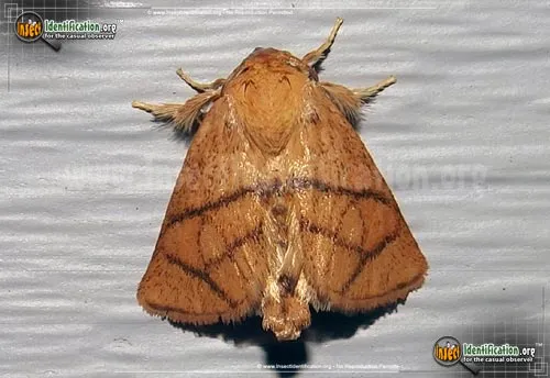 Yellow-collared Slug Moth - photo 2