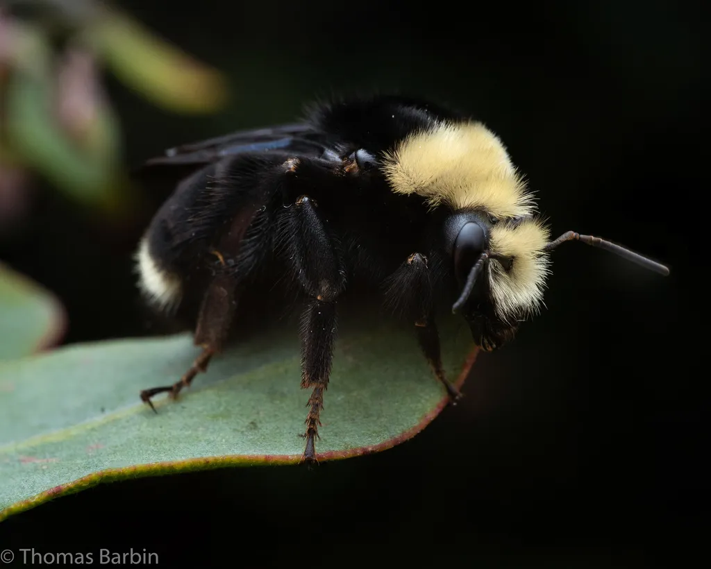 Yellow-faced Bumble Bee - photo 2