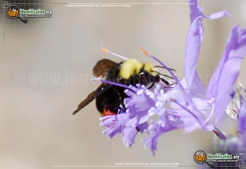 Yellow-faced Bumble Bee - photo 3