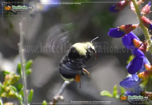 Yellow-faced Bumble Bee - photo 4