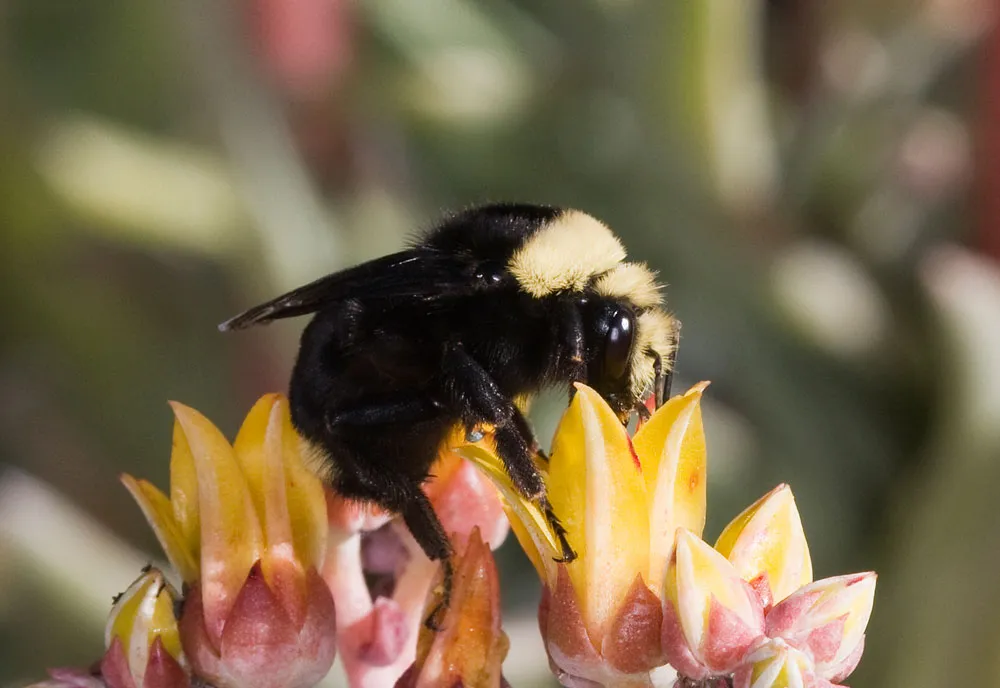 Yellow-faced Bumble Bee - photo 5