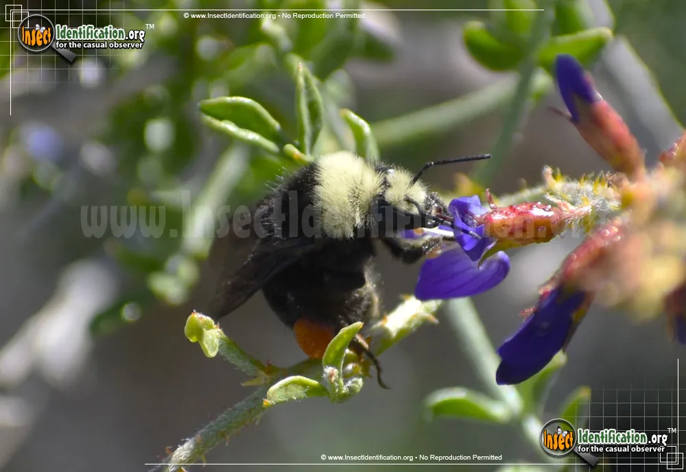 Yellow-faced Bumble Bee - photo 6