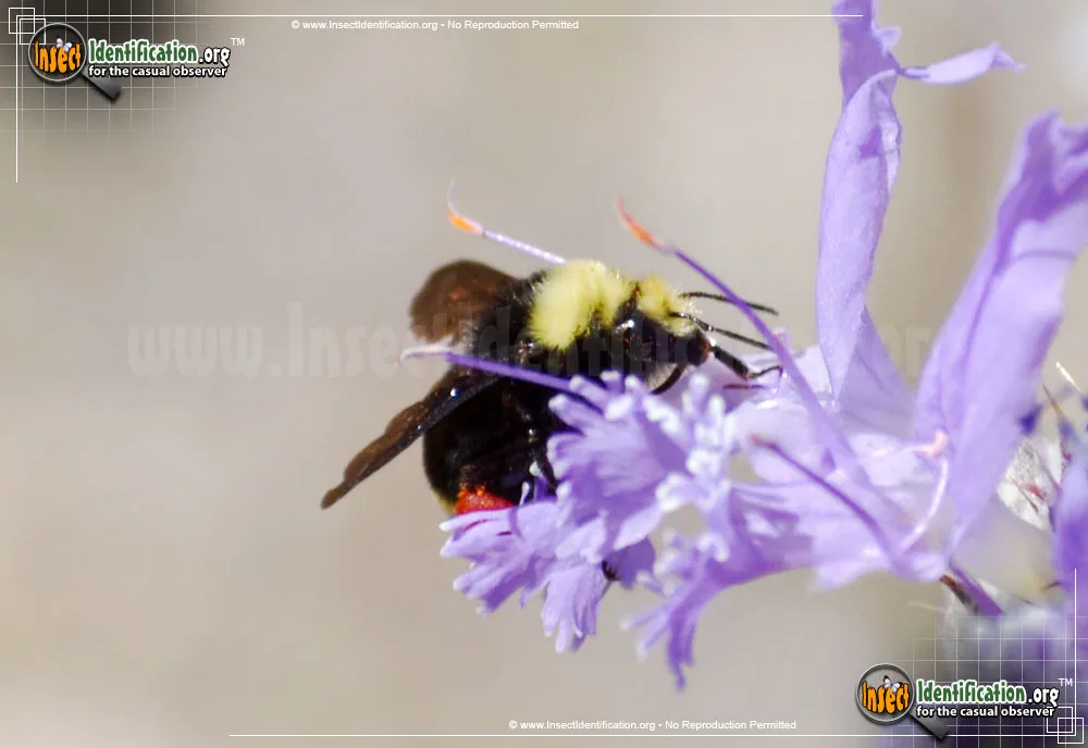 Yellow-faced Bumble Bee - photo 7