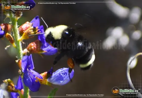 Yellow-faced Bumble Bee - photo 8