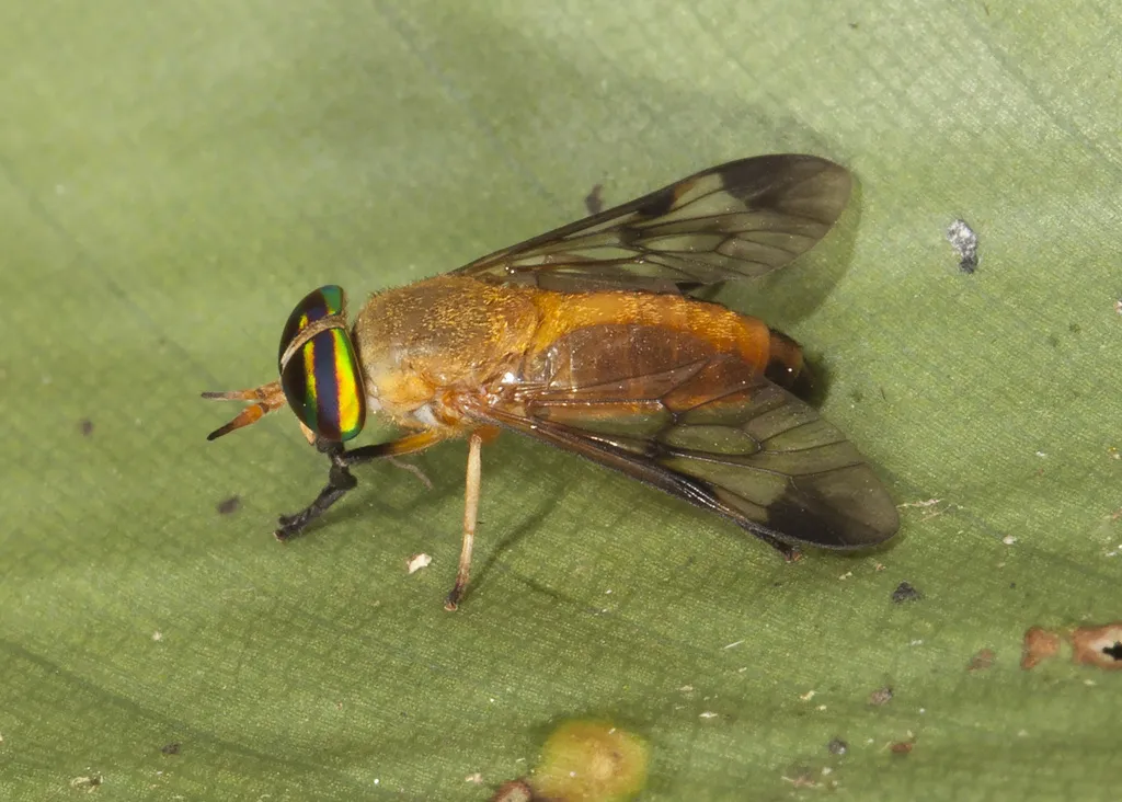 Yellow-Fly - photo 2