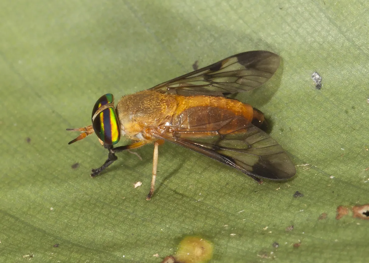 Yellow-Fly - photo 3