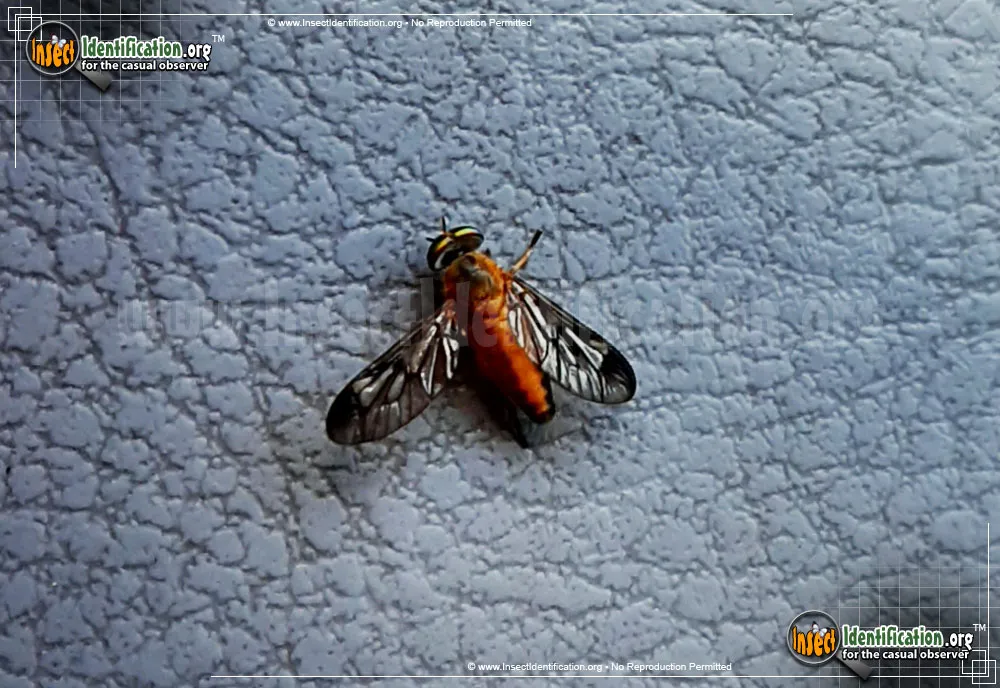 Yellow-Fly - photo 5