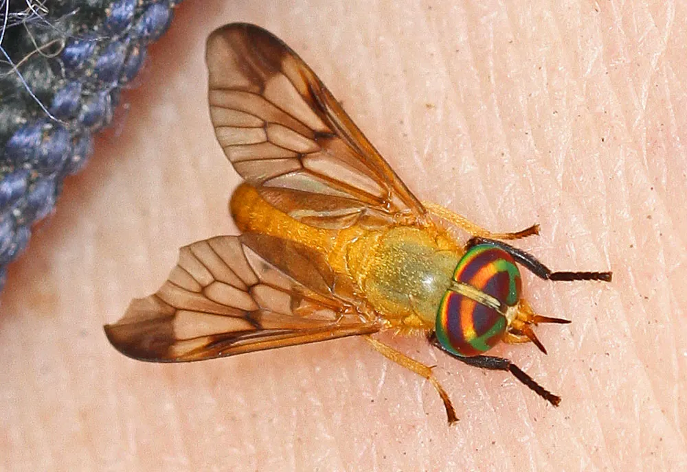 Yellow-Fly - photo 7