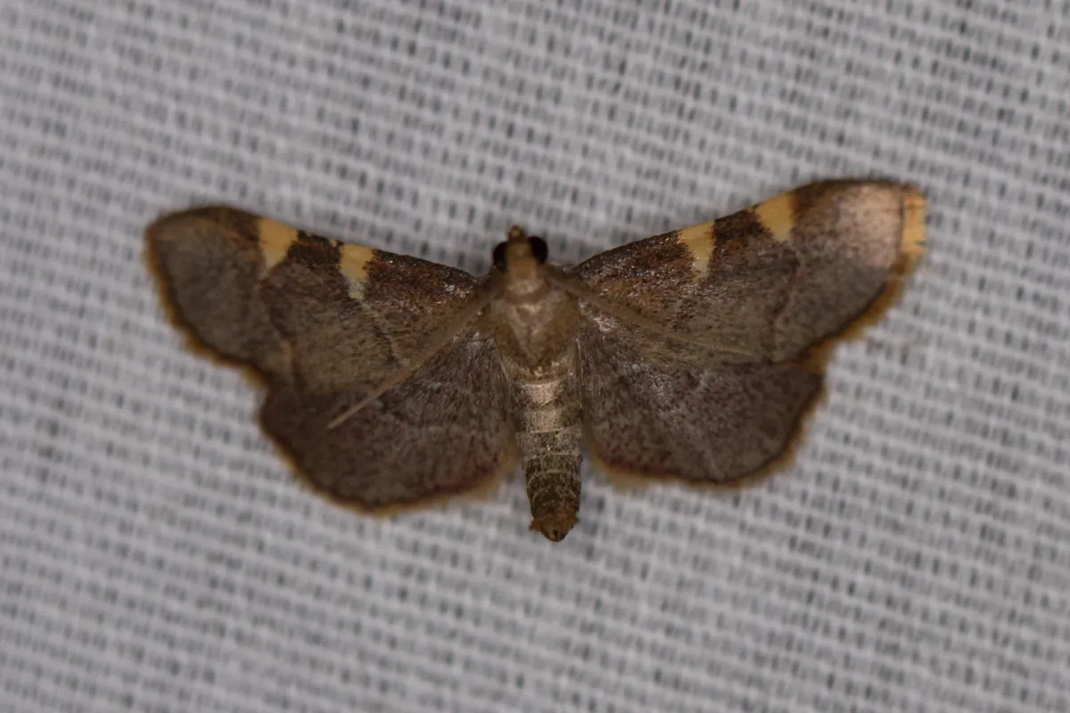 Yellow-fringed Dolichomia - photo 3