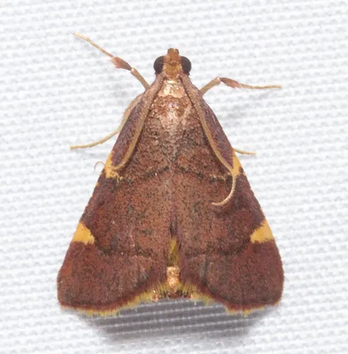 Yellow-fringed Dolichomia - photo 5