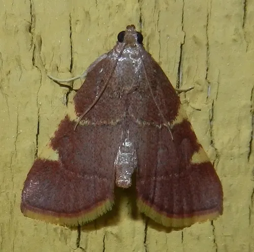Yellow-fringed Dolichomia - photo 6