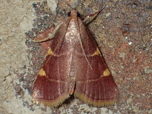 Yellow-fringed Dolichomia - photo 7