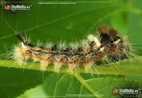 Yellow-haired Dagger Moth - photo 2