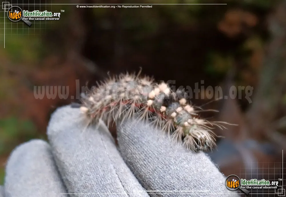 Yellow-haired Dagger Moth - photo 3