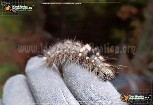 Yellow-haired Dagger Moth - photo 4