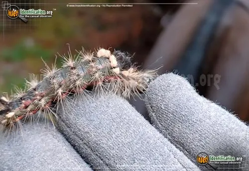 Yellow-haired Dagger Moth - photo 6