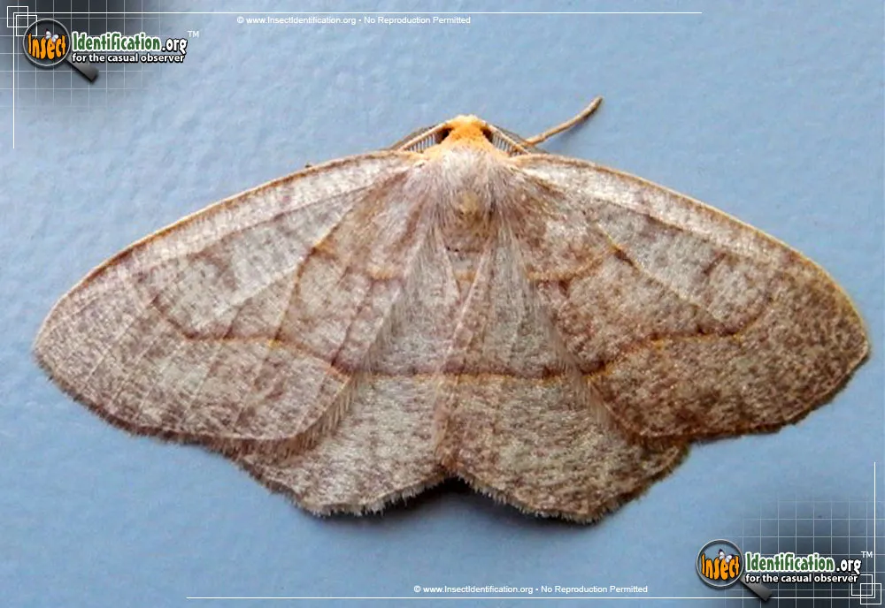 Yellow-headed Looper Moth