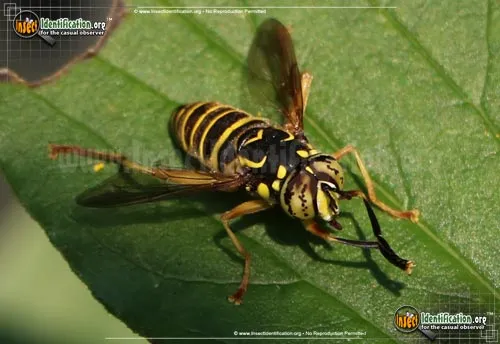 Yellowjacket Fly