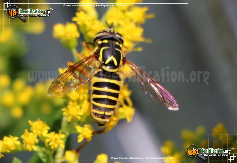 Yellowjacket Fly - photo 2