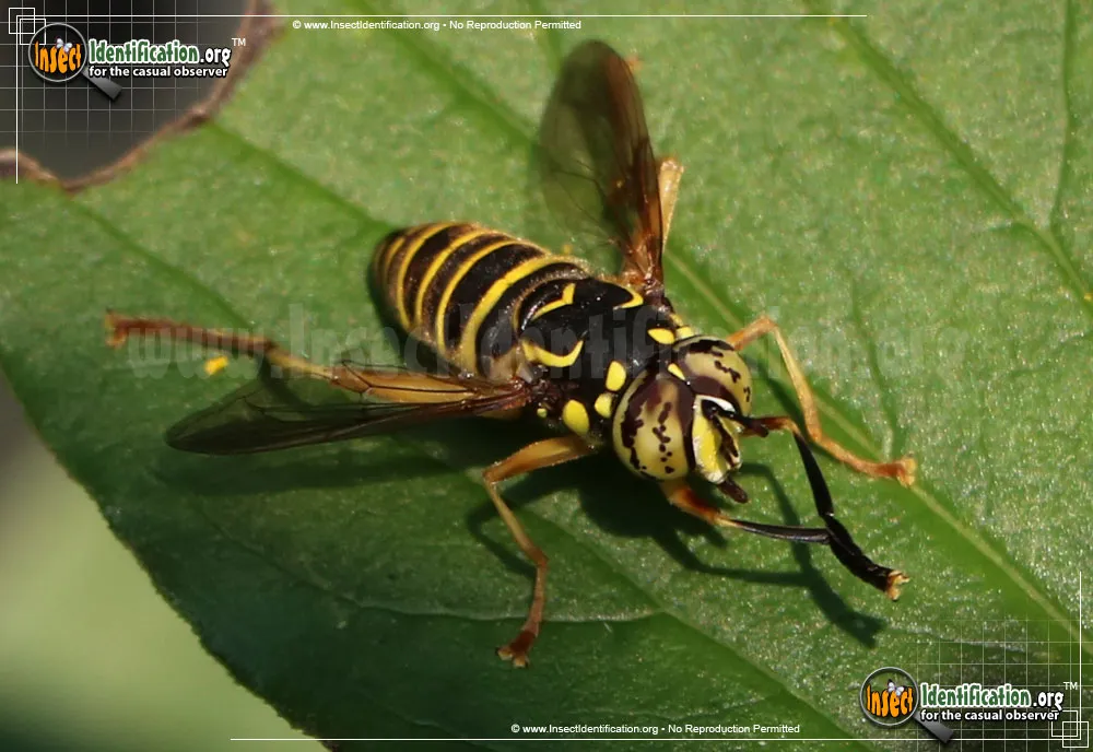 Yellowjacket Fly - photo 3