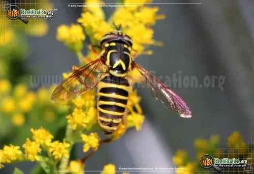 Yellowjacket Fly - photo 4