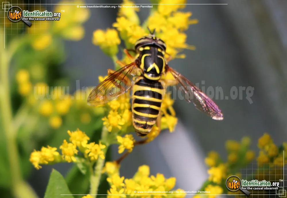 Yellowjacket Fly - photo 5