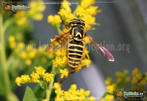 Yellowjacket Fly - photo 6