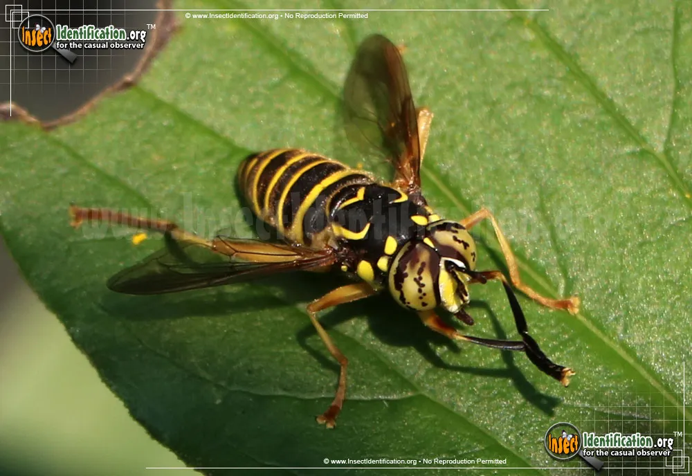 Yellowjacket Fly - photo 7