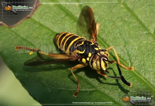 Yellowjacket Fly - photo 8