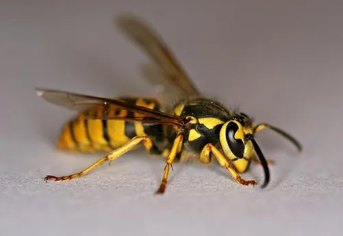 Yellow Jacket - photo 2