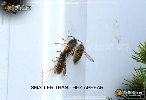 Yellow Jacket - photo 4