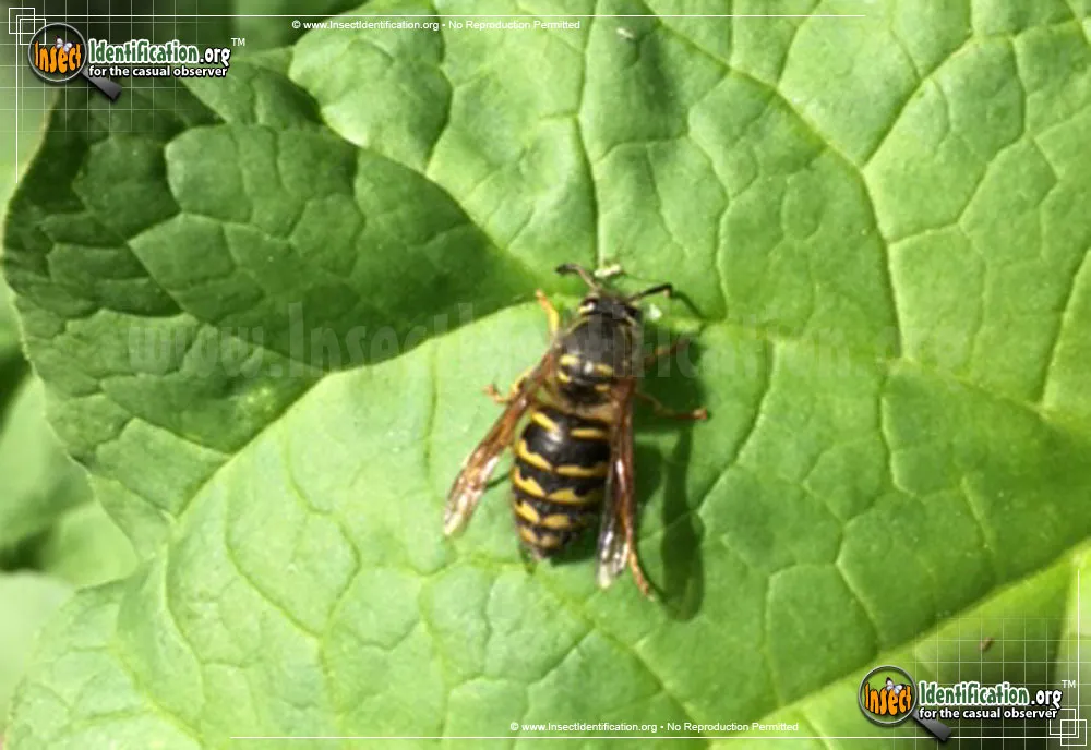Yellow Jacket - photo 5
