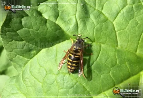 Yellow Jacket - photo 6