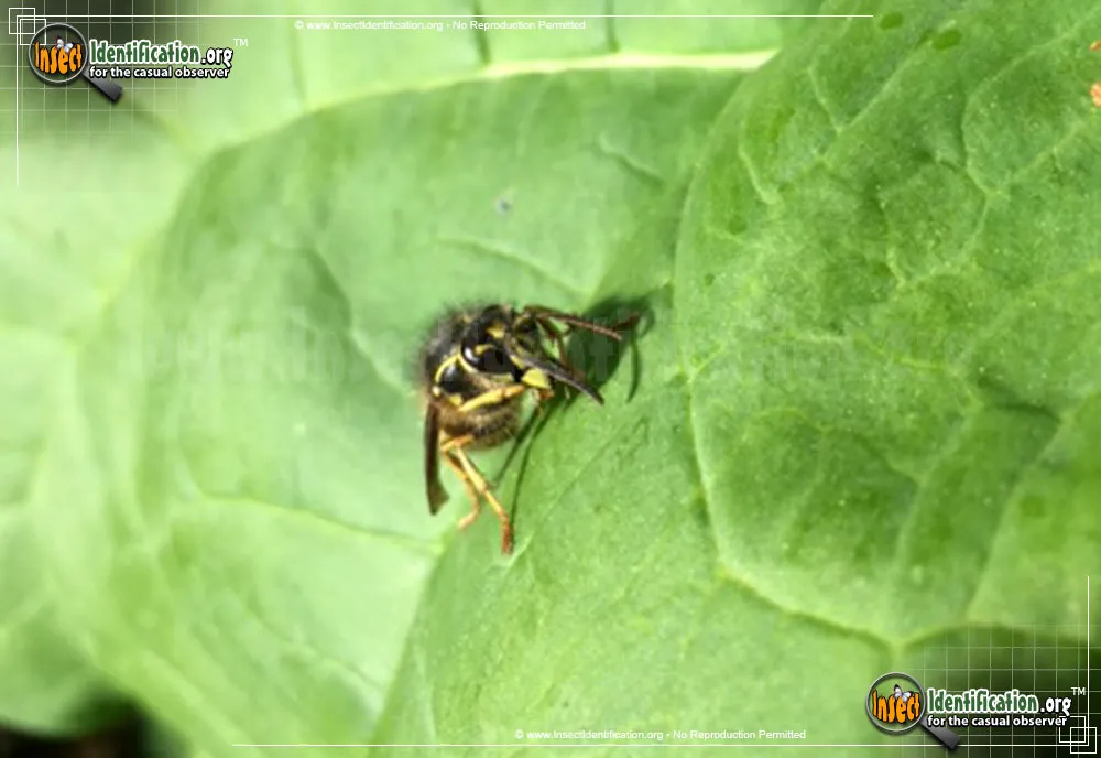 Yellow Jacket - photo 7