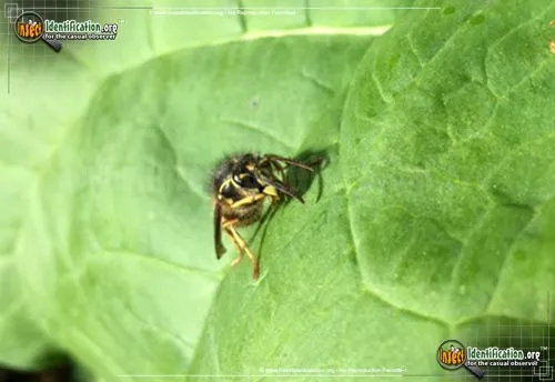 Yellow Jacket - photo 8